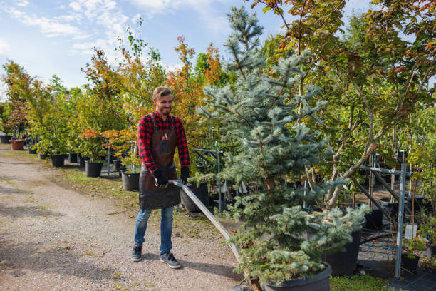 Woodland Beach, MI  Tree Services Company