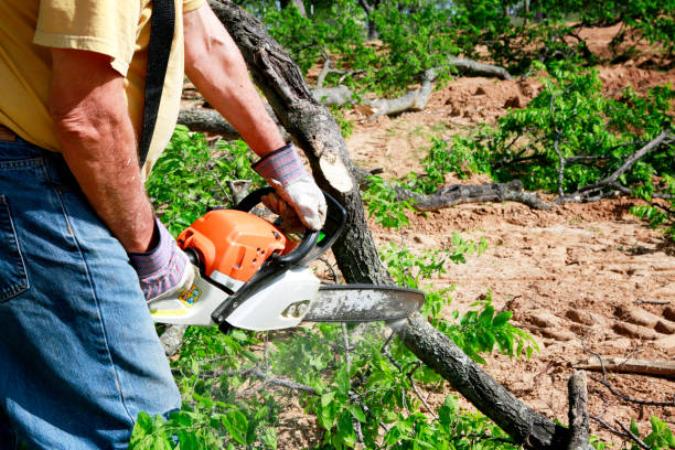 Why Choose Our Tree Removal Services in Woodland Beach, MI?